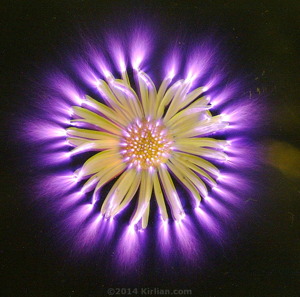 Kirlian of Live Daisy Flower