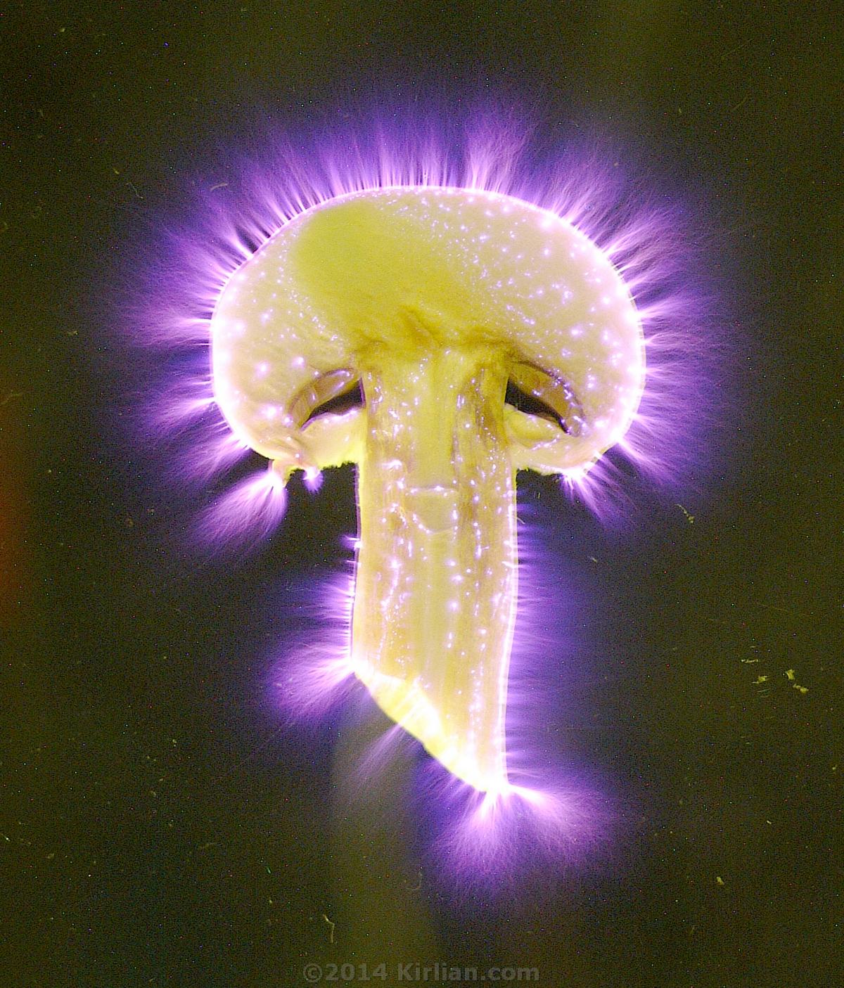 Organic Mushroom Kirlian